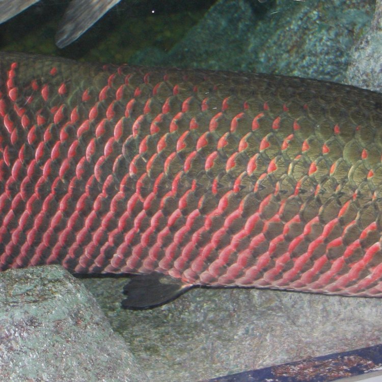 Mengenal Arapaima, Ikan Raksasa Berkepala Cacing