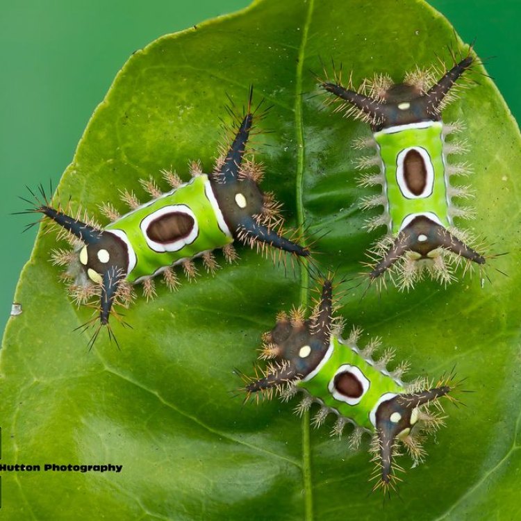 Mengenal Caterpillar yang Unik: Angled Sunbeam Caterpillar