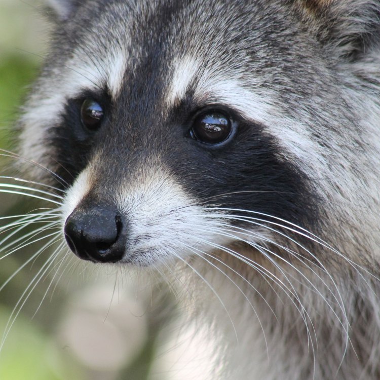 Raccoon: Hewan Lucu yang Menggemaskan dari Amerika Utara