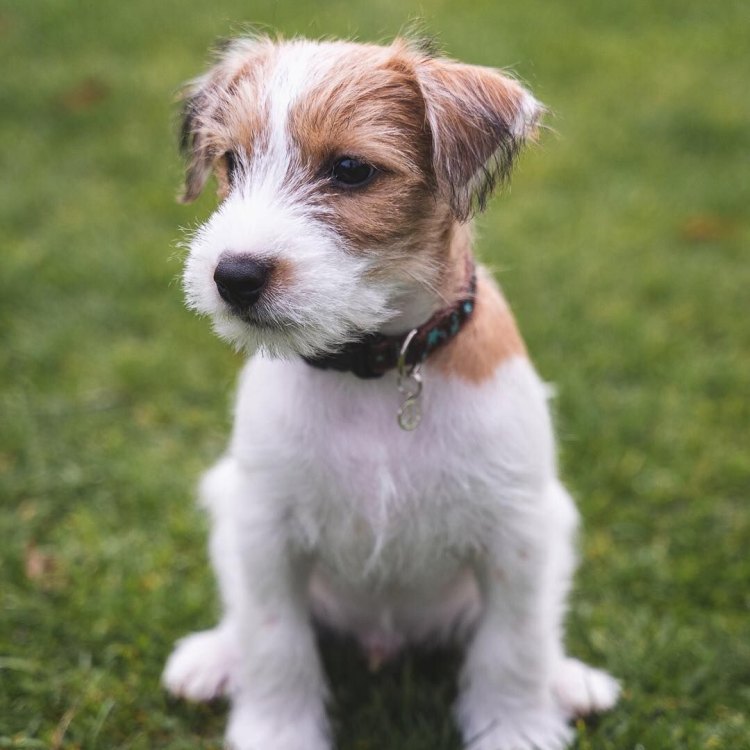 Parson Russell Terrier: Anjing Kecil dengan Banyak Pesona
