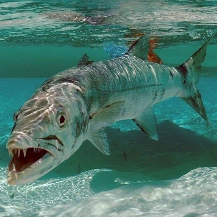 Barracuda: Mengenal Ikan Predator Laut yang Menyeramkan