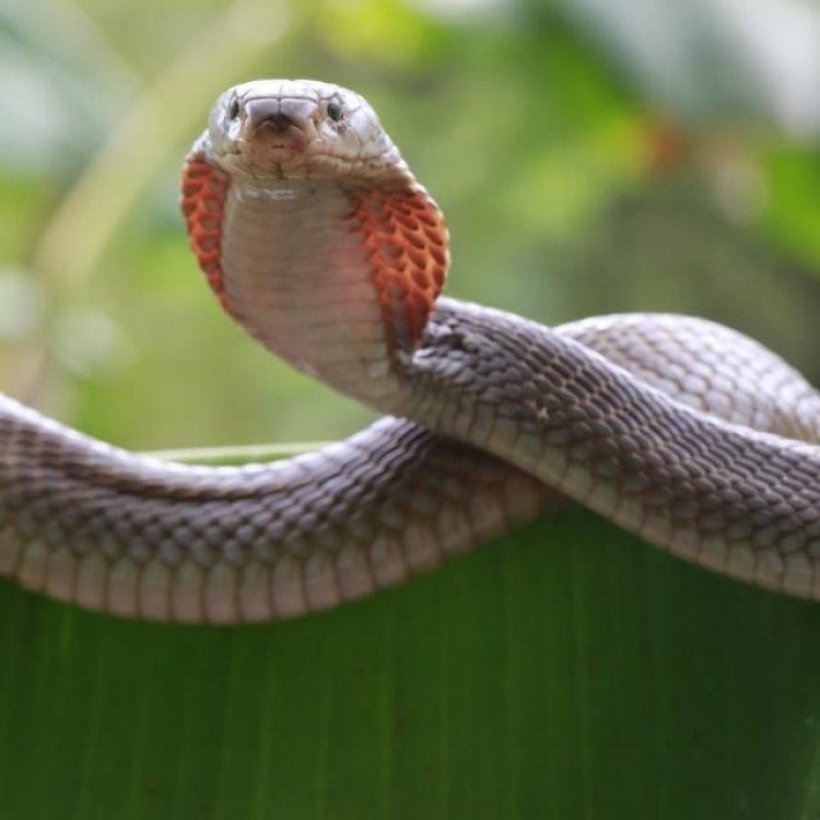 Philippine Cobra: Si Ular Berbahaya yang Menakjubkan dari Kepulauan Philippines