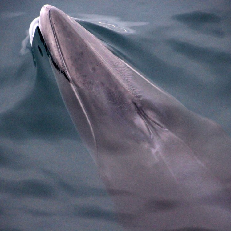 The Majestic Minke Whale: Mamalia Laut yang Sayangnya Masih Terancam Punah