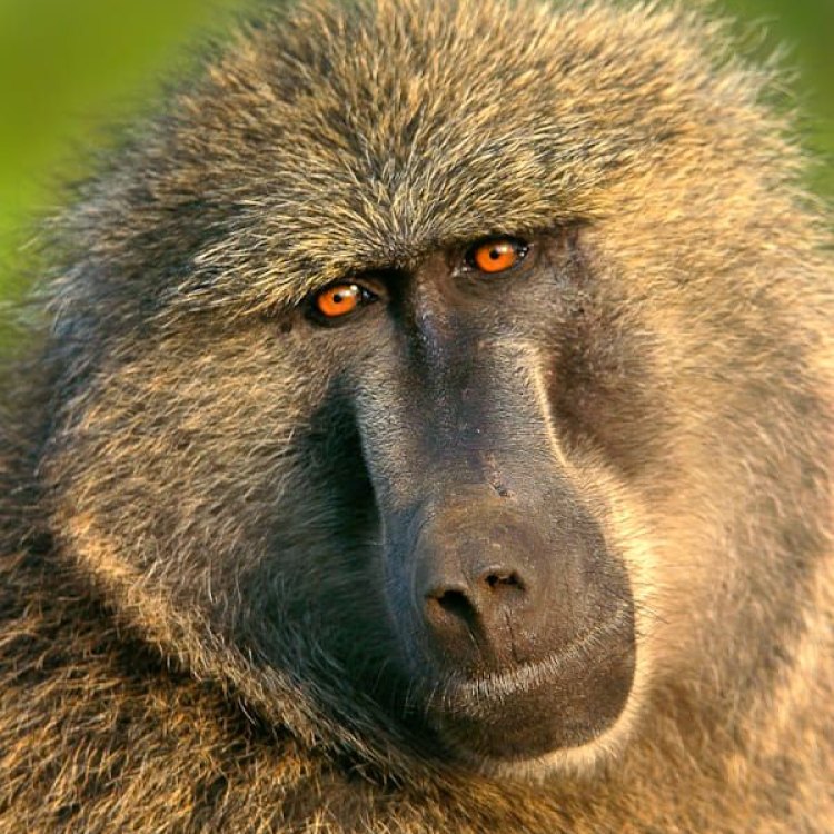 Olive Baboon: Primata Yang Hebat Dari Afrika Selatan