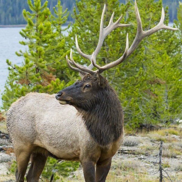Exploring the Majestic Elk: Facts and Features