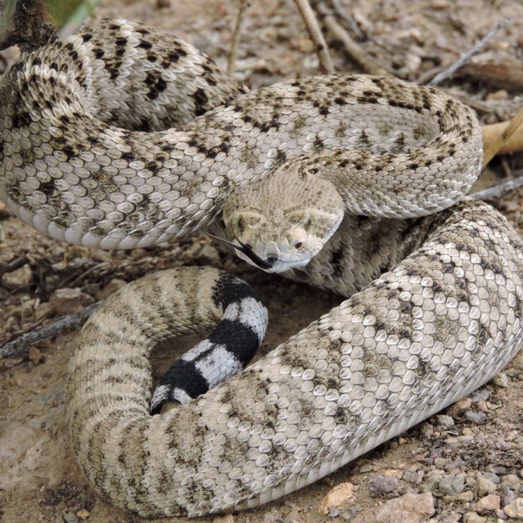 Mengenal Western Diamondback Rattlesnake: Ular Berbahaya berkulit 