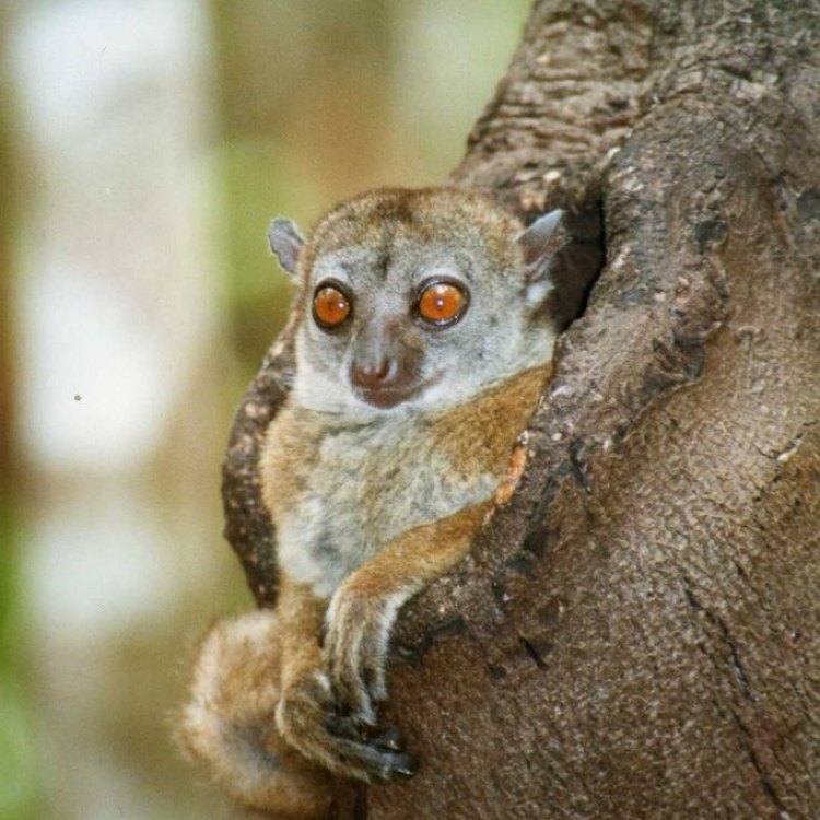 Flying Lemur: Hewan Terbang yang Menakjubkan dari Hutan Tropis
