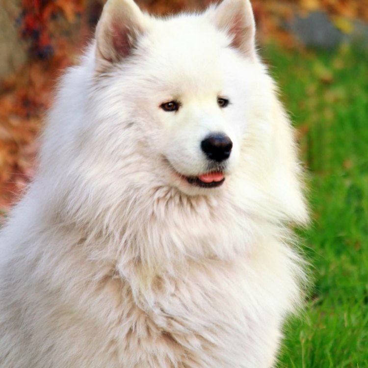 Samoyed: Anjing Bersahaja yang Menggemaskan di Wilayah Arctic dan Subarctic