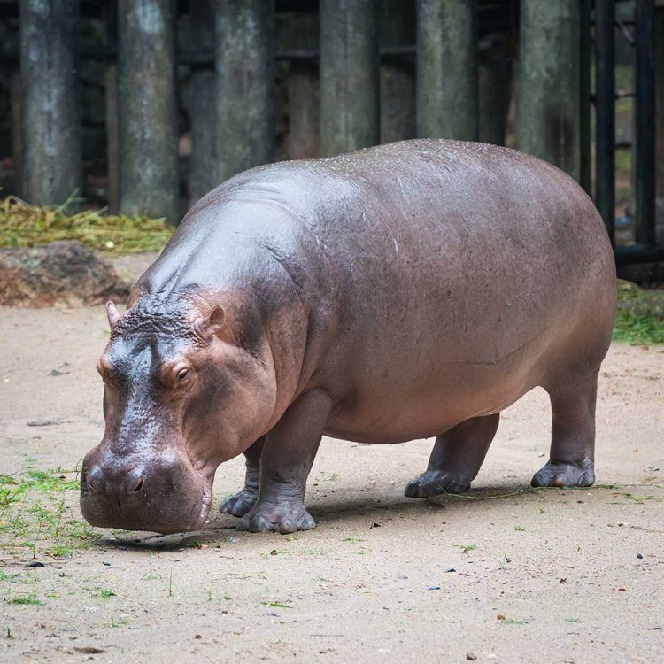 Hippopotamus Gorgops: Mamalia Raksasa dari Sub-Sahara Afrika