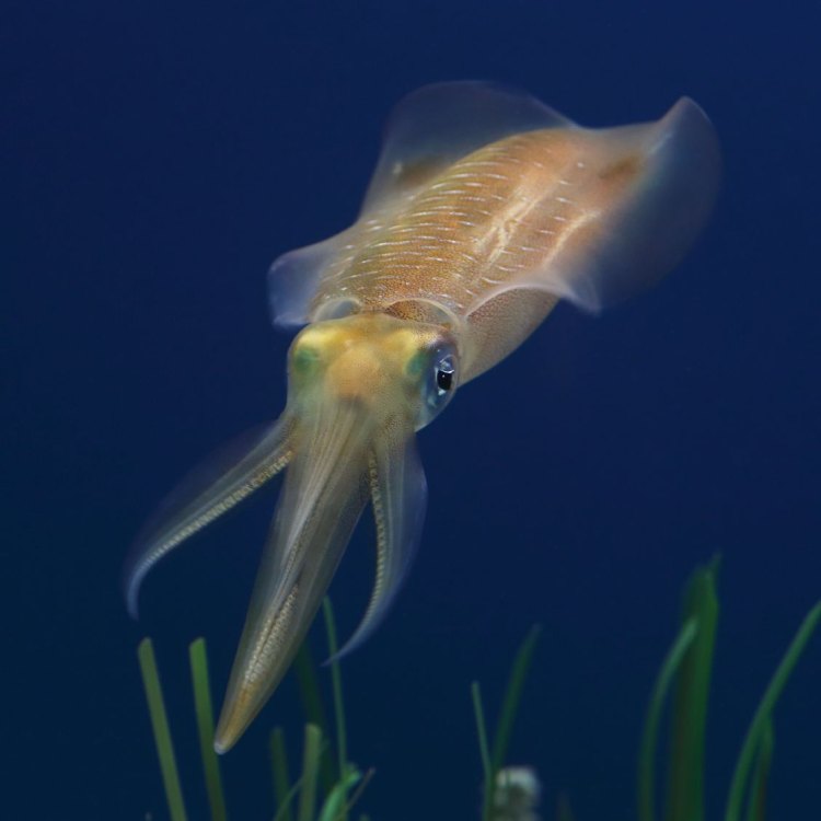 Apa yang Membuat Bigfin Reef Squid Begitu Menarik?