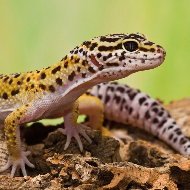 Mengenal Lebih Dekat Leopard Gecko: Reptil Unik dari Asia