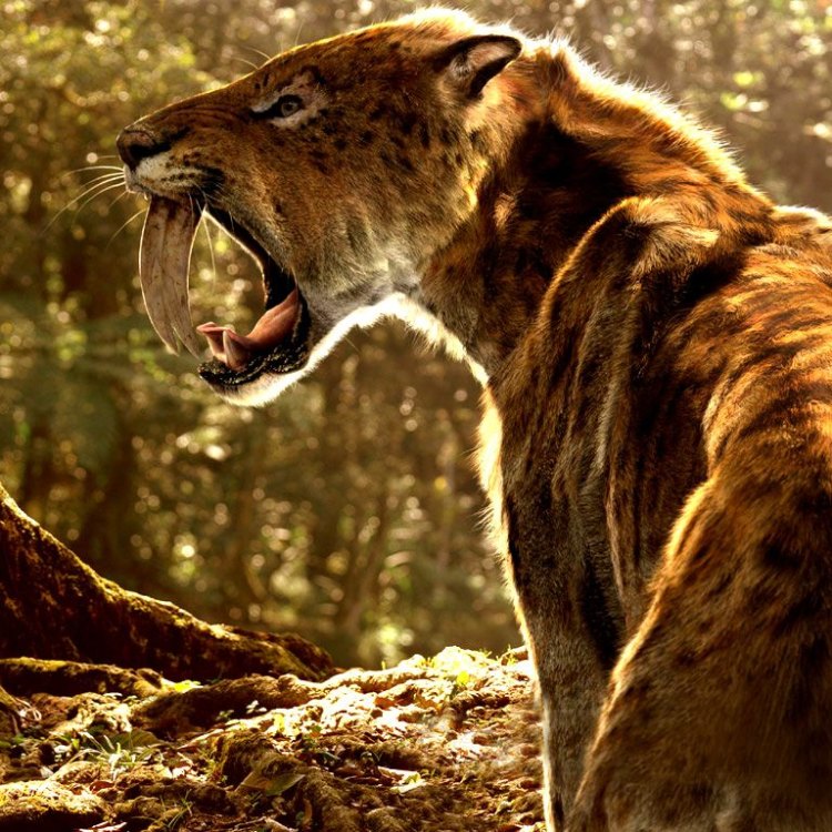 Saber Toothed Tiger: Menelusuri Jejak Predator Purba yang Menakutkan