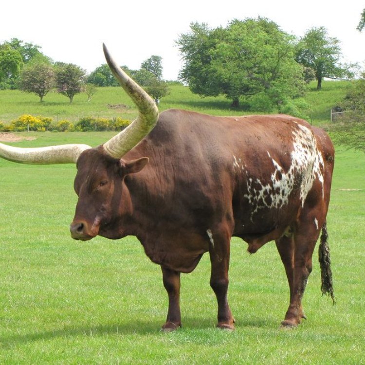 Mengenal Ox, Hewan yang Menjadi Kekuatan di Padang Rumput