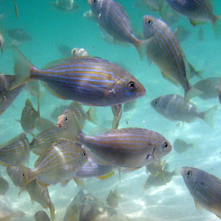 Pinfish: Ikan Kecil yang Kuat dan Multifungsi