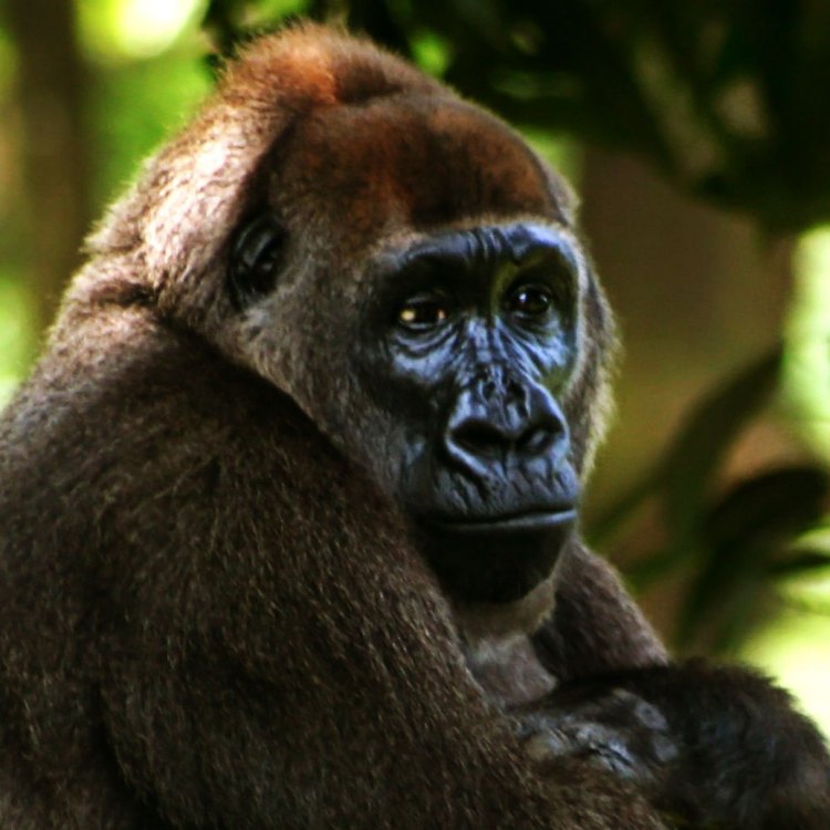 Cross River Gorilla: Hewan Langka yang Dilindungi di Nigeria dan Cameroon