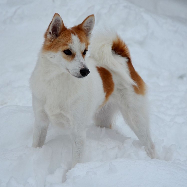 Norrbottenspets: Anjing Pelacak & Penjaga Setia Asal Norrbotten County, Swedia