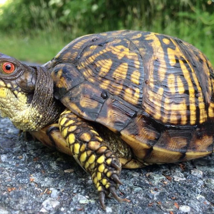 Eastern Box Turtle: Reptil yang Cantik dari Timur Amerika