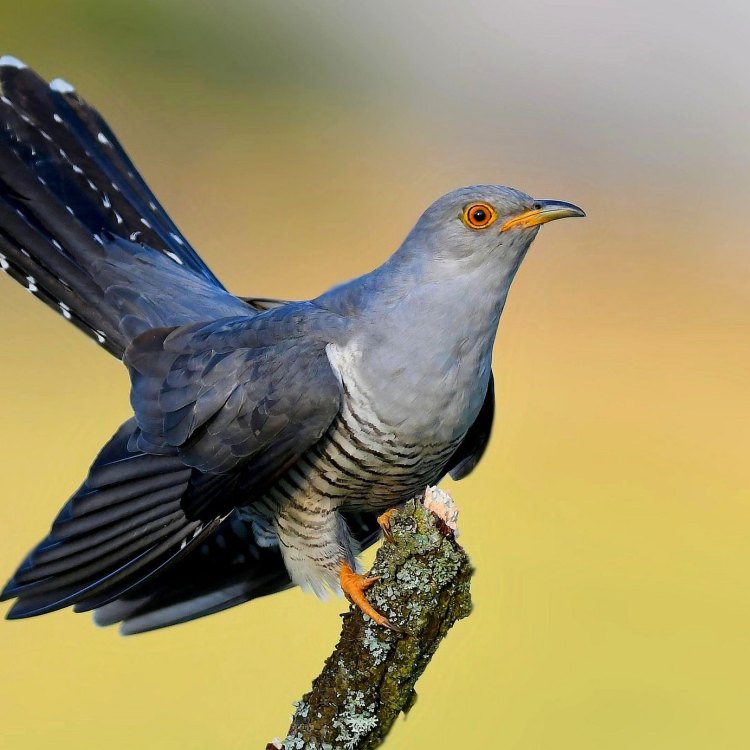 Mengenal Cuckoo, Burung Pemimpi dari Keluarga Cuculidae