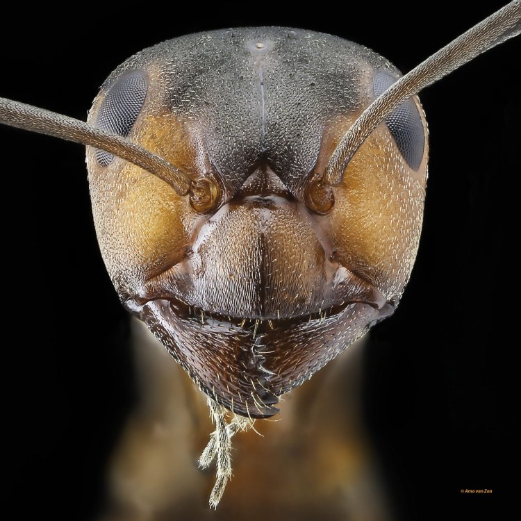 Ant: Hewan Kecil yang Menakjubkan