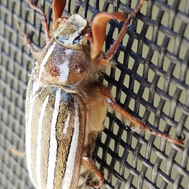 Ten Lined June Beetle: Kumbang Juni Berkilau dengan Sepuluh Garis yang Menakjubkan