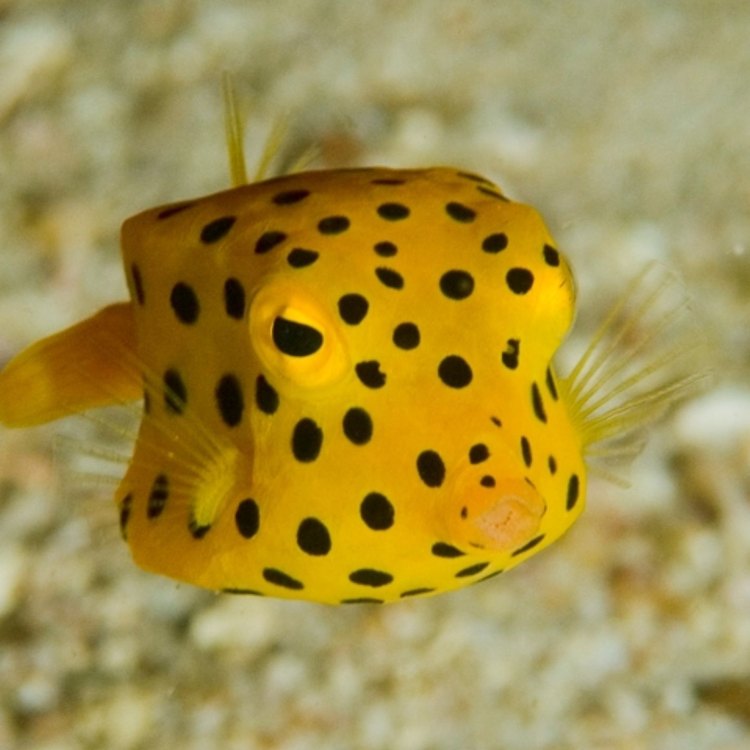 Manusia Pecinta Dunia Bawah Laut Tak Boleh Melewatkan: Boxfish, Si Ikan Kotak dengan Keunikan Pecinta Hatiku