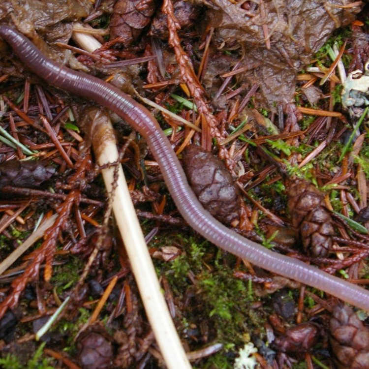Earthworm: Gurita Tanah yang Menarik untuk Diketahui