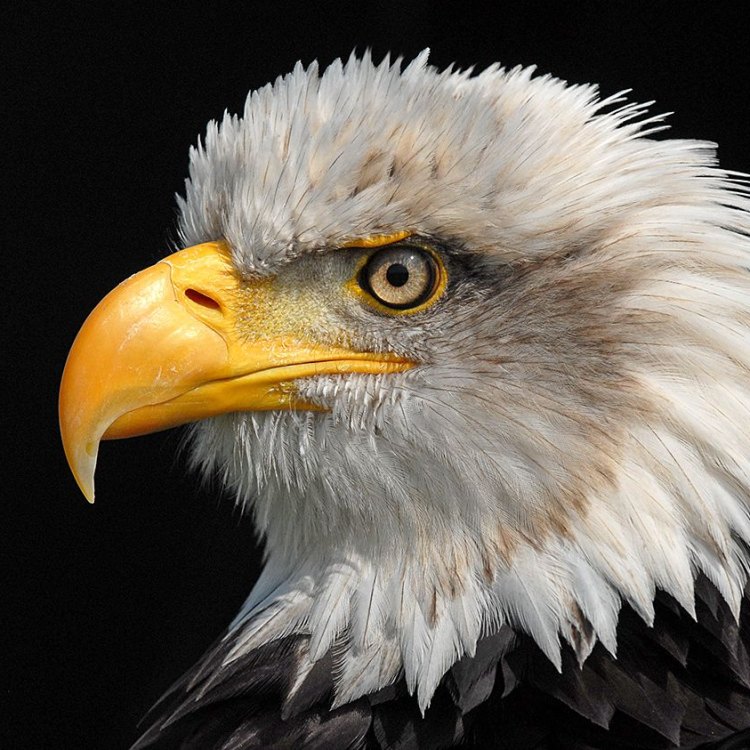 Eagle: Kehidupan Sang Raja di Langit