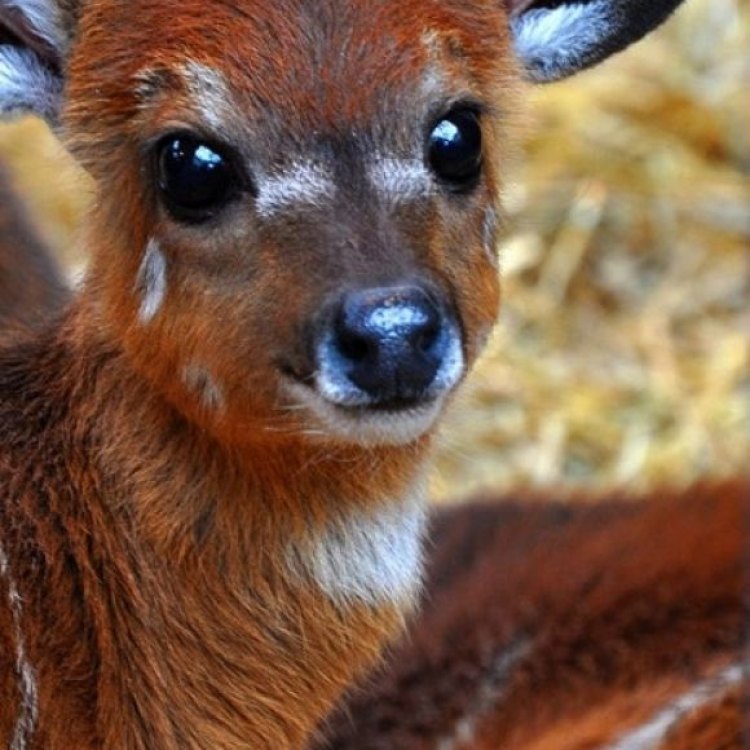 Deer: Binatang Rahasia dari Hutan