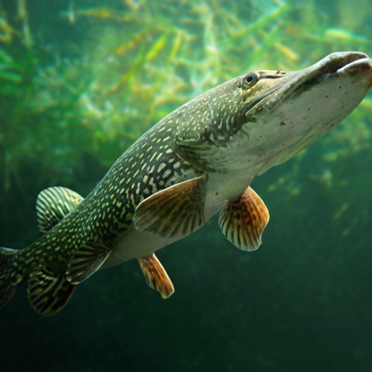 Pike Fish: Ikan Karnivora dari Air Tawar yang Menakjubkan