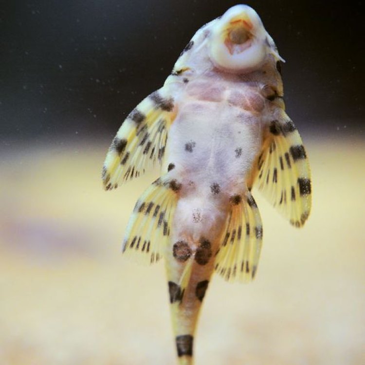 Suckerfish: Menariknya Ikan Parasit yang Menghisap Darah