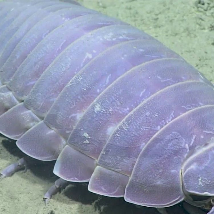 Menjelajahi Dunia Misterius Giant Isopod, Hewan Bawah Laut yang Menakjubkan