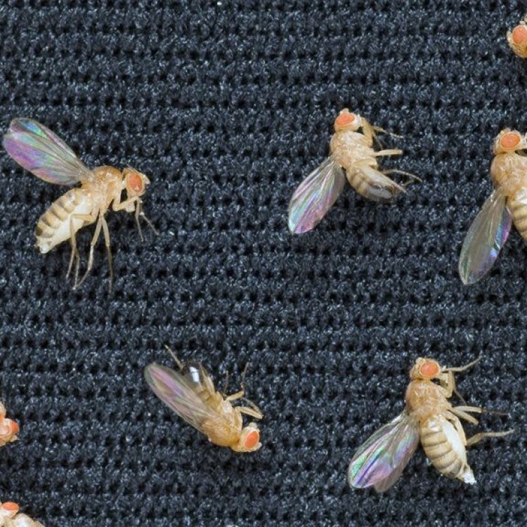 Fruit Fly: Sang Jago Terbang yang Mengganggu