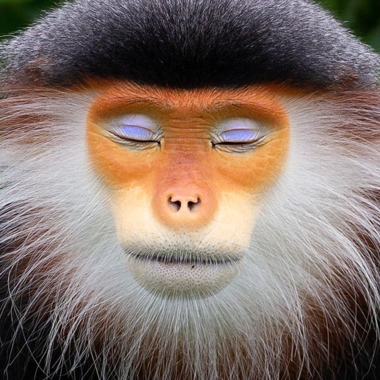 Douc: Primata Cantik yang Terancam Punah