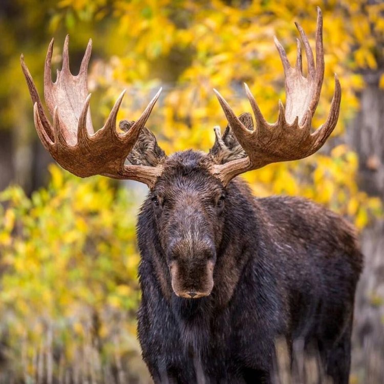 Takutkan Tapi Mengagumkan: Mengenal Lebih Jauh Tentang Moose
