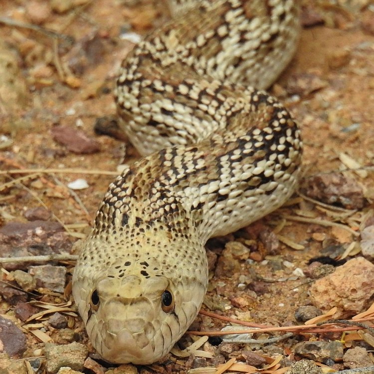 Mengenal Gopher Snake: Ular Darat yang Menarik dari Amerika Utara