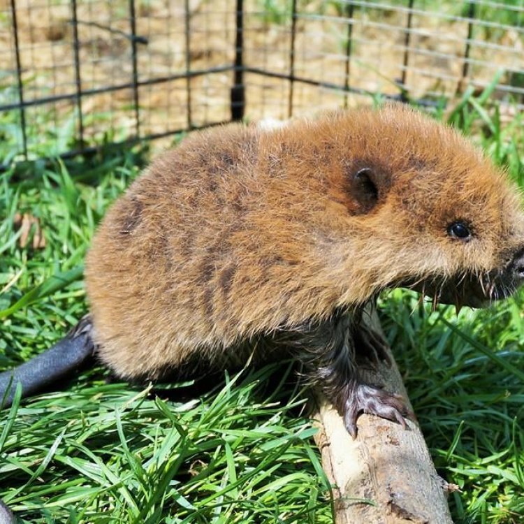 Menjelajahi Keunikan Mountain Beaver: Mamalia Yang Jarang Diketahui di Amerika Utara