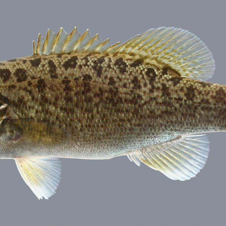 Mengenal Smallmouth Bass: Ikan Predator yang Menantang di Perairan Segar