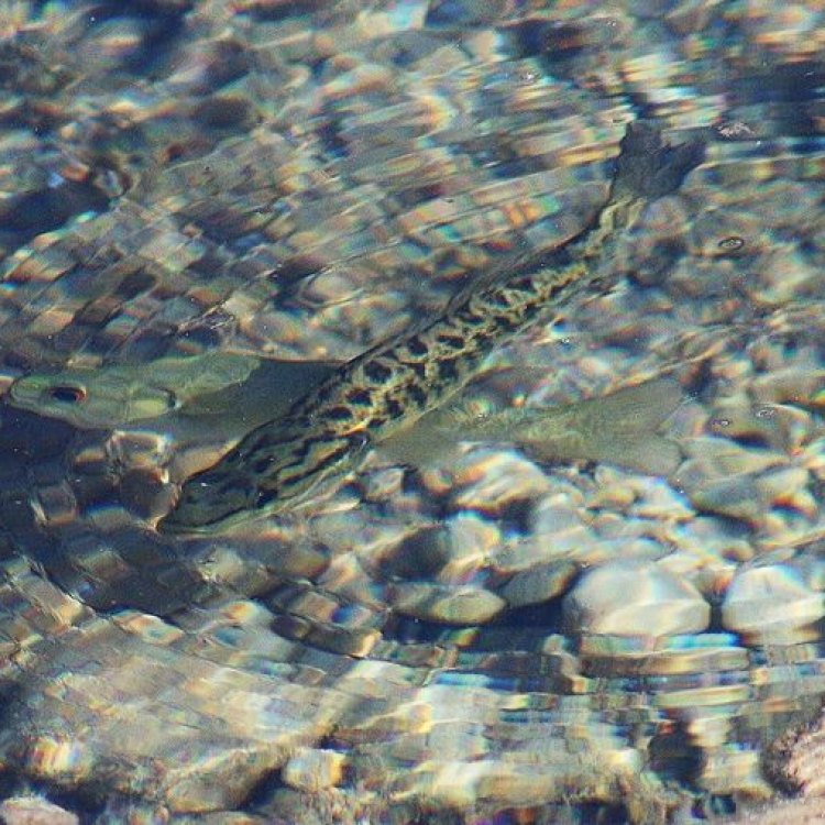 Guadalupe Bass: Ikan Keindahan dari Sungai Texas Tengah