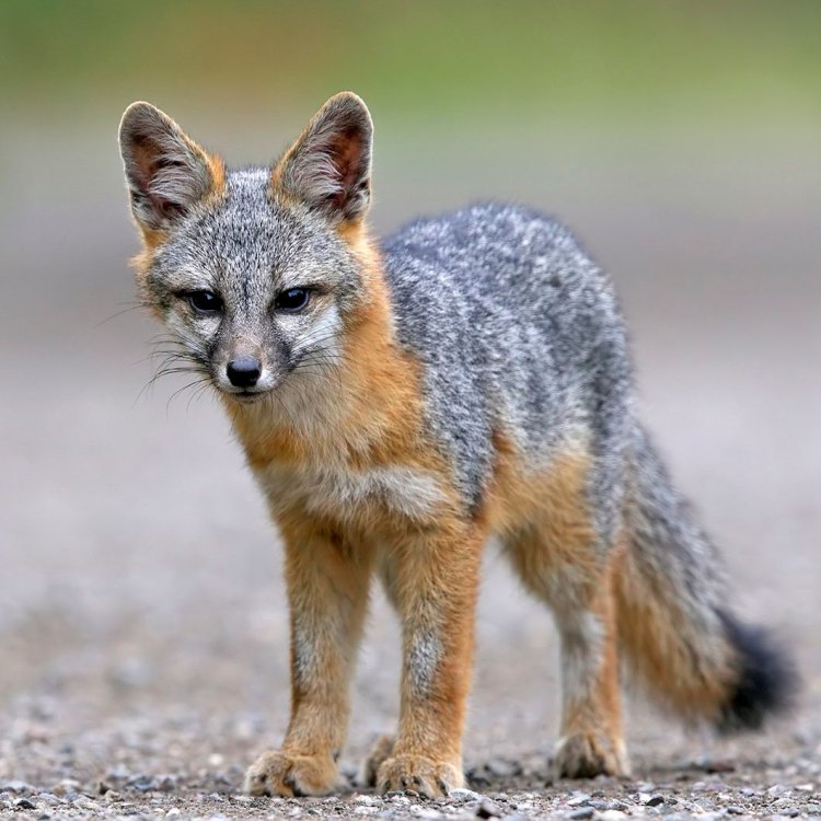 Gray Fox: Hewan Kanan kecil yang Menarik dan Unik