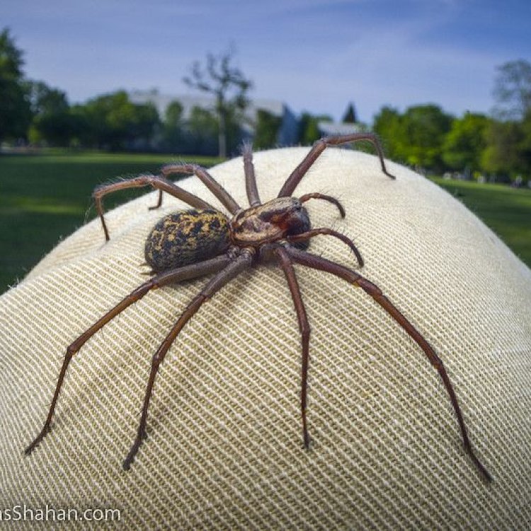 Explore Kelebihan Hewan Giant House Spider: Predator Rumah Raksasa