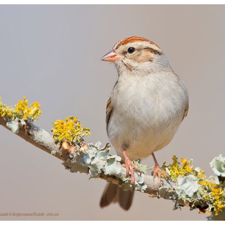 Chipping Sparrow: Burung Kecil yang Menawan dari Keluarga Passerellidae