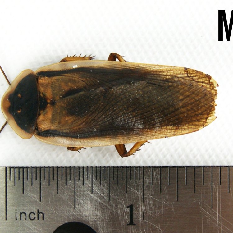 Menjelajahi Dunia Dubia Cockroach