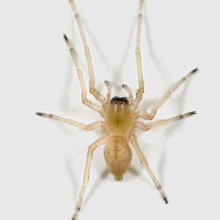 Yellow Sac Spider: Laba-Laba Kuning Yang Menakjubkan
