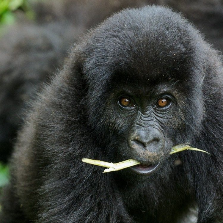 Menjelajahi Duni Gorila Panggung Tinggi di Pegunungan Timur Kongo