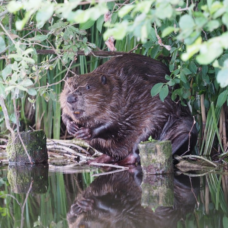 Eurasian Beaver: Si Hewan Bernama Castor Fiber yang Menggemaskan dan Sangat Menguntungkan