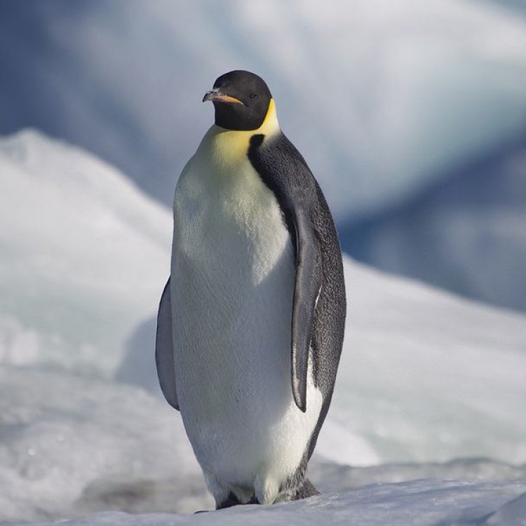 Emperor Penguin: Penguasa Laut di Antarktika