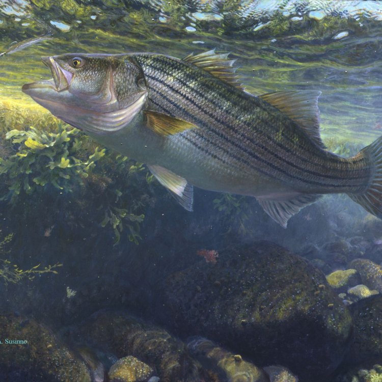 Striped Bass: Ikan Berkualitas Tinggi dari Perairan Pantai Utara Amerika