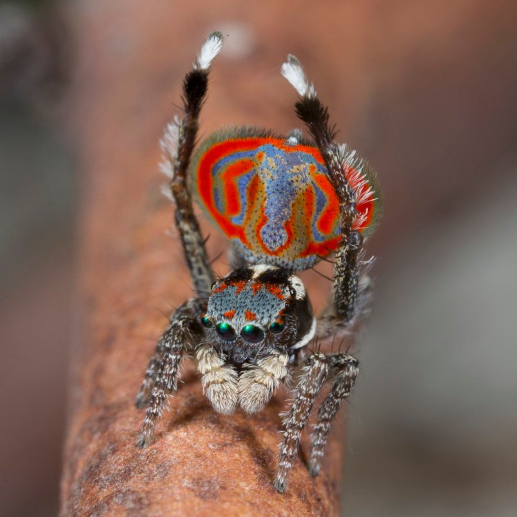 Peacock Spider: Spesies Kecil Yang Penuh Warna dari Australia
