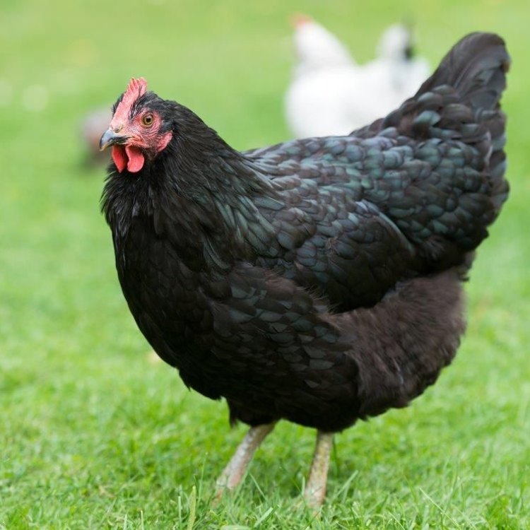 Australorp Chicken: Keindahan Hitam yang Bukan Main-main