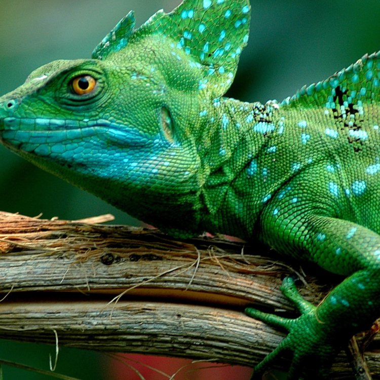 Keunikan Basilisk Lizard: Reptil Ajaib yang Mempesona di Hutan Hujan Tropis